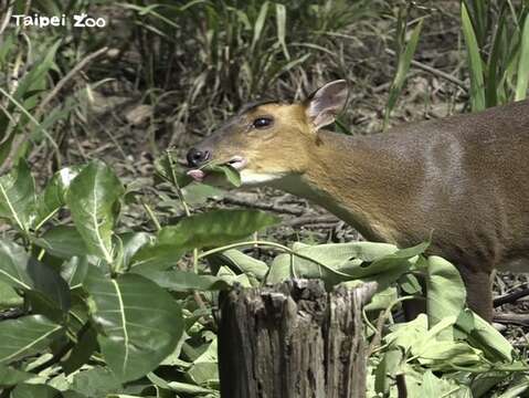不打擾其生活，才是保護野生動物的根本之道！(圖片來源：臺北市立動物園)
