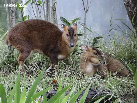 在遠處靜靜觀察、目送牠們離開(圖片來源：臺北市立動物園)