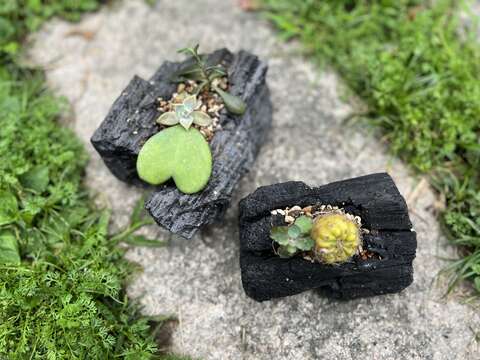 炭盆栽創作(圖片來源：臺北市政府工務局大地工程處)