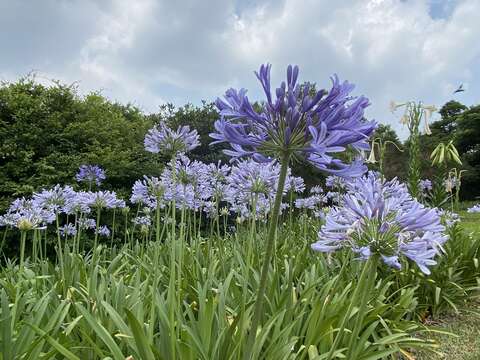 盛開的愛情花(圖片來源：臺北市政府工務局大地工程處)