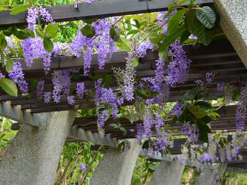 Purple Wreath Vines Bloom at Daan Forest Park