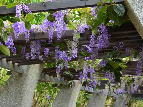 有著夢幻紫色花絮的錫葉藤(圖片來源：臺北市政府工務局公園路燈工程管理處)