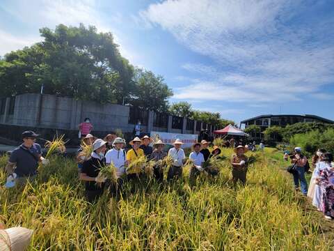 農事體驗-水稻收割活動(圖片來源：臺北市政府工務局大地工程處)