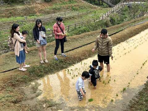 農事體驗-水稻插秧活動(圖片來源：臺北市政府工務局大地工程處)