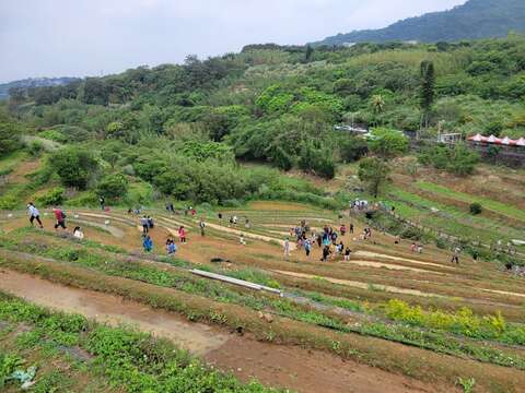 鵝尾山水田(圖片來源：臺北市政府工務局大地工程處)