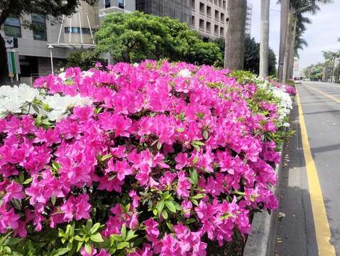 盛開的杜鵑為道路披上美麗的衣裳-仁愛路(圖片來源：臺北市政府工務局公園路燈工程管理處)