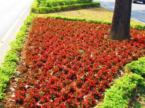 熱情火紅的四季海棠-重慶北路4段(圖片來源：臺北市政府工務局公園路燈工程管理處)