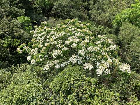 油桐花已綻放(圖片來源：臺北大眾捷運股份有限公司)