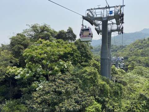貓空山區桐花綻放(圖片來源：臺北大眾捷運股份有限公司)