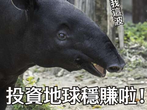 4月22日世界地球日，快呼朋引伴來動物園，一同學習如何投資我們的地球！(圖片來源：臺北市立動物園)