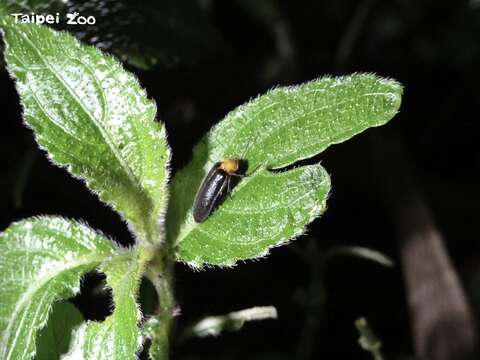 以低海拔地區來說，螢火蟲成蟲發生的極大期就是在晚春到初夏這段時間(圖片來源：臺北市立動物園)