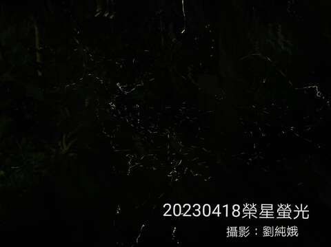 志工幹部在生態池拍出璀璨螢光。(榮星花園公園生態守護志工隊劉純娥拍攝)