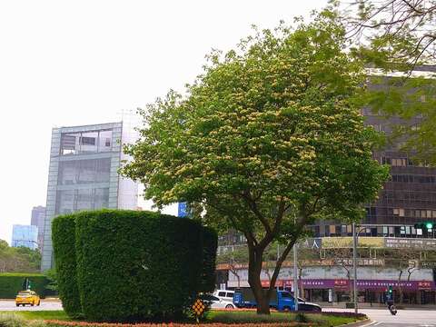 民國96年種植加羅林魚木已長成大樹並成為城市特色風景。(圖片來源：臺北市政府工務局公園路燈工程管理處)