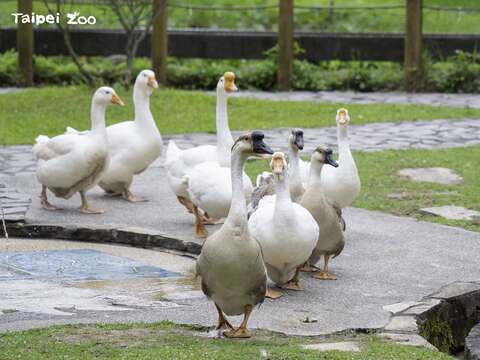 타이베이시립동물원에서 만나는 귀여운 거위행진!