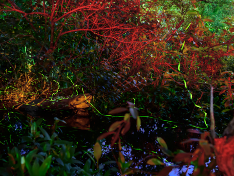大安森林公園美麗的螢火蟲是夜間最美的風景(圖片來源：臺北市政府工務局公園路燈工程管理處)