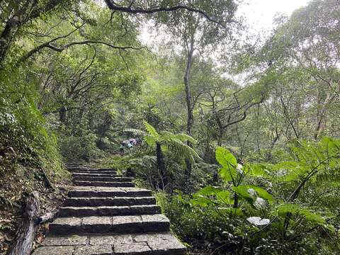 步道旁樹木高大茂密，提供很好的遮蔭，夏日登山也能很舒適。(圖片來源：臺北市政府工務局大地工程處)
