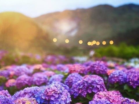 花季期間，放眼望去一片紫色花海真是美極了。(圖片來源：臺北市政府觀光傳播局)