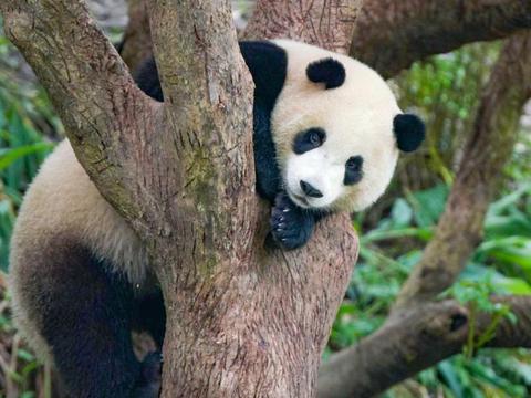 臺北市立動物園(圖片來源：臺北市政府觀光傳播局)