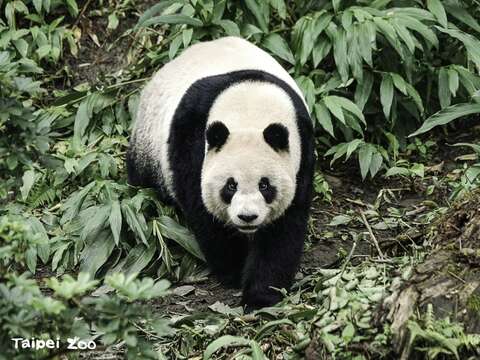 圓仔：嘿嘿！我都買到變VIP了！(詹德川攝)　(圖片來源：臺北市立動物園)