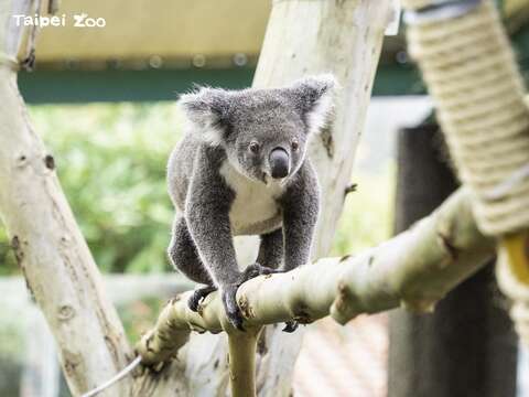 Bess：更多關於保母講古活動的詳情，請上臺北市立動物園機關網站查詢(圖片來源：臺北市立動物園)