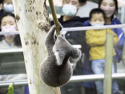 動物園設計無尾熊教育展示時，使用開放場域的方式，讓無尾熊於高處棲架上自由移動、採食展現自然行為(圖片來源：臺北市立動物園)
