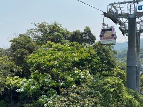油桐花在貓空山頭綻放(圖片來源：臺北大眾捷運股份有限公司)