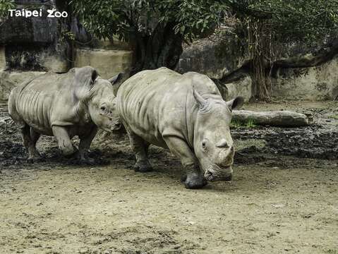 白犀牛：動物園的營隊每年開放報名都秒殺，請爸爸媽媽要事先準備好報名資料哦！(圖片來源：臺北市立動物園)