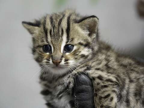 Earlier this year, in 2023, she was paired with another leopard cat and, on the morning of March 6th, gave birth to two cubs