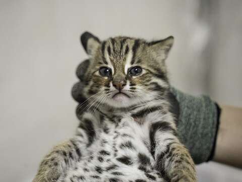 Health checkup for young leopard cat cubs