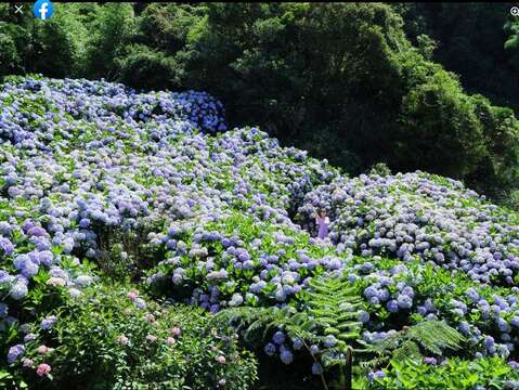 竹子湖繡球花最獨特的地方是一直以來都以地植方式栽種(圖片來源：臺北市政府產業發展局)