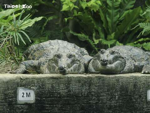 馬來長吻鱷：難得有這10天的假期，日光浴曬好曬滿囉！（詹德川攝）(圖片來源：臺北市立動物園)