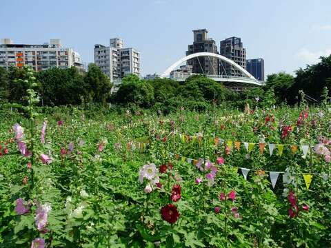 6月中旬起「河雙21河濱公園」的蜀葵花海帶您感受不一樣樣河濱魅力(圖片來源：臺北市政府工務局公園路燈工程管理處)