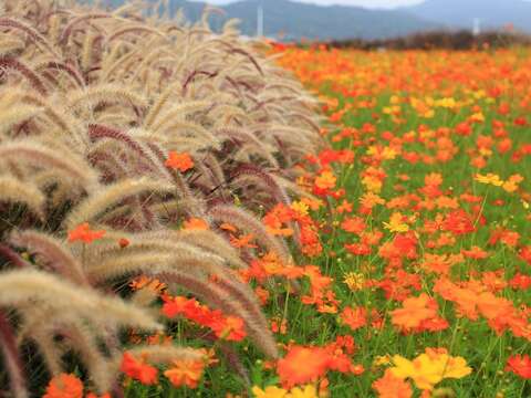 大佳河濱公園9月以後將換上金黃色的新裝(圖片來源：臺北市政府工務局公園路燈工程管理處)