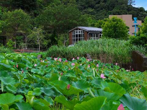 南港山水綠生態公園荷花陸續綻放(圖片來源：臺北市政府環境保護局)