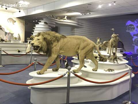 教育中心將首度開放作為夜宿的活動場地(圖片來源：臺北市立動物園)