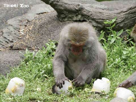 臺灣獼猴：太棒了，實現水果冰自由，謝謝「夜宿動物園」小朋友們的愛心！(圖片來源：臺北市立動物園)