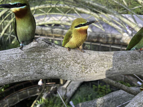 栗喉蜂虎的公鳥（右）每天挖得灰頭土臉的，綠色的羽毛都變成紅棕色（張詠翔攝）(圖片來源：臺北市立動物園)