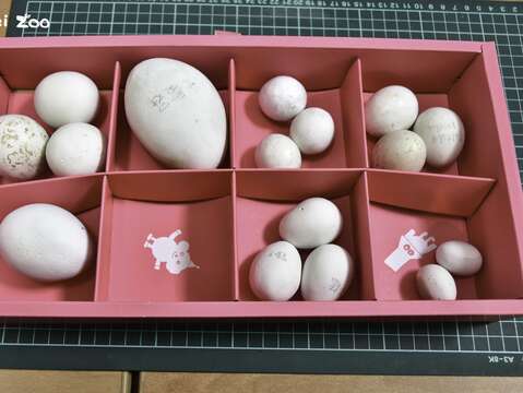 此次活動與以認識不同生物的蛋的知識性內容為主，並搭配動物園許多卵生動物的蛋的實體展示(圖片來源：臺北市立動物園)