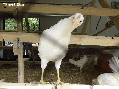 動物園將提供「快樂雞莊」所生產的「福利蛋」讓民眾挑戰立蛋(圖片來源：臺北市立動物園)