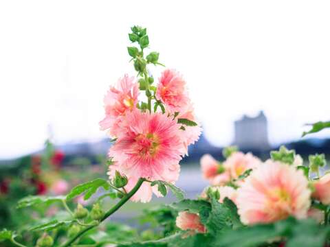 高聳直立的蜀葵花十分吸睛(圖片來源：臺北市政府工務局水利工程處)