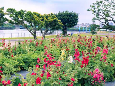 北市水利處在河雙21河濱公園營造約2,100盆蜀葵花海(圖片來源：臺北市政府工務局水利工程處)