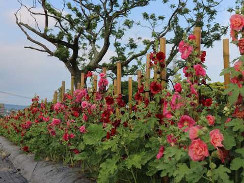 蜀葵原產中國、西亞一帶(圖片來源：臺北市政府工務局水利工程處)