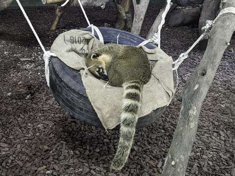保育員不僅照顧動物的生理狀態也關注其心理健康(圖片來源：臺北市立動物園)