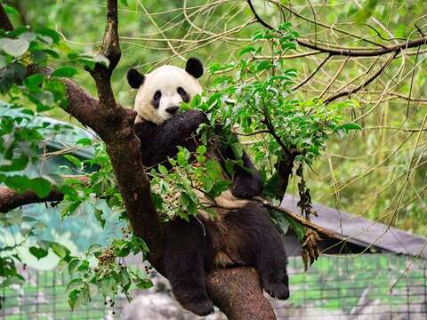 The panda, one of the “Sanmao” attractions, is an adorable and beloved star at Taipei Zoo. (Photo‧Taipei Zoo)