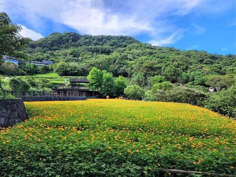 The Camphor Trail has Cosmos sulphureus in full bloom in June. (Photo‧Geotechnical Engineering Office, Public Works Department, Taipei City Government)
