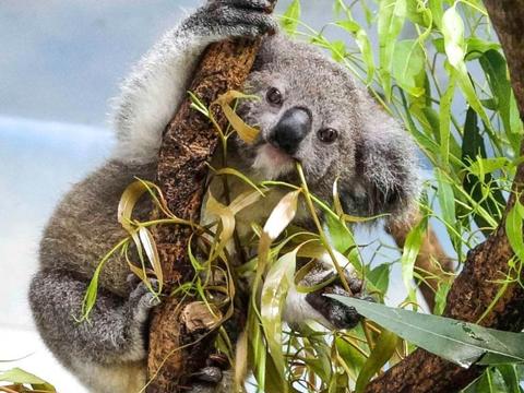 動貓樂玩套票-動物園(圖片來源：臺北市政府觀光傳播局)