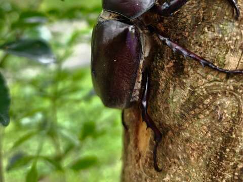Rhinoceros Beetles Spotted at Nangang Shanshuilu Eco Park