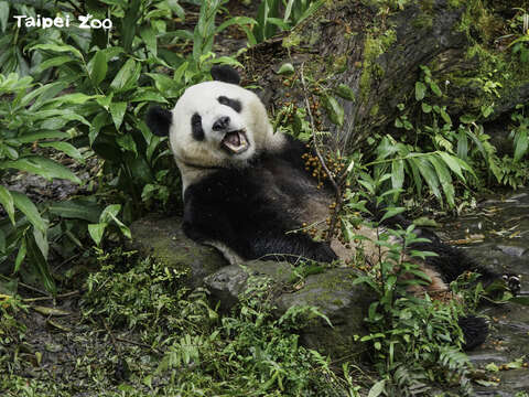 臺北市立動物園大貓熊「圓寶」再過兩天即將迎接3歲生日！（詹德川攝）(圖片來源：臺北市立動物園)