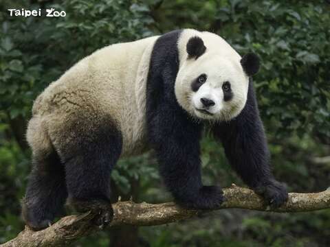 大貓熊「圓寶」目前的體重約94.5公斤，個性比小時候更穩定、有耐心（詹德川攝）(圖片來源：臺北市立動物園)