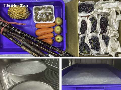 大貓熊館的保育員們特別以冰塊為基底，為「圓寶」製作專屬的生日蛋糕(圖片來源：臺北市立動物園)